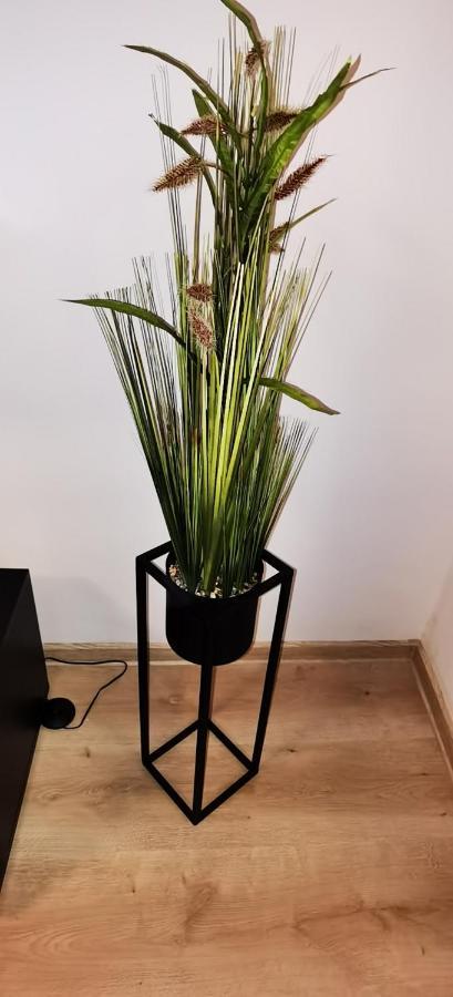 Focus Lux Apartment Miercurea Ciuc Bagian luar foto
